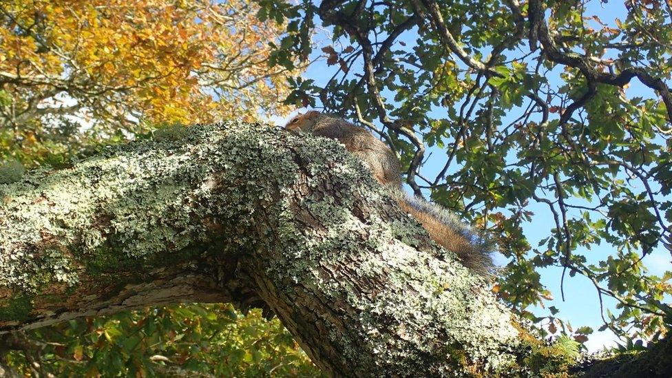 Squirrel in tree