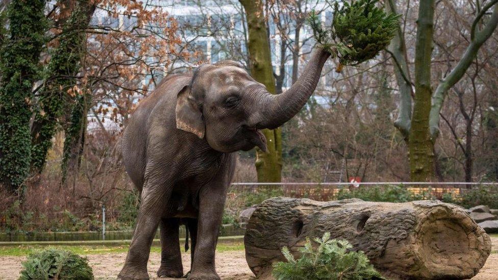 Elephant eats Christmas trees