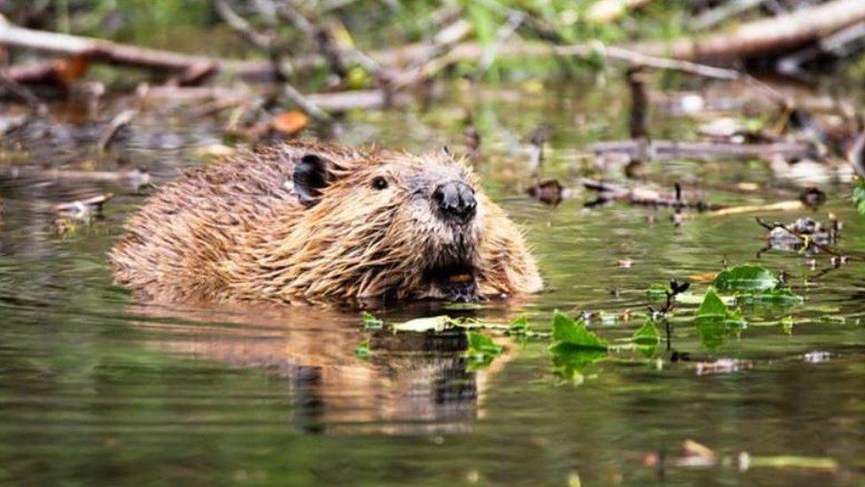 A beaver