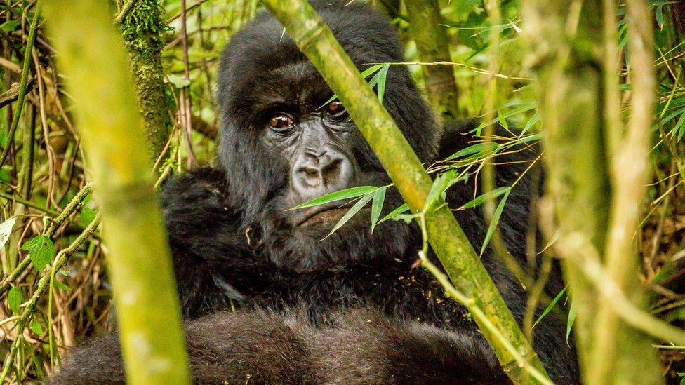 Mountain gorilla