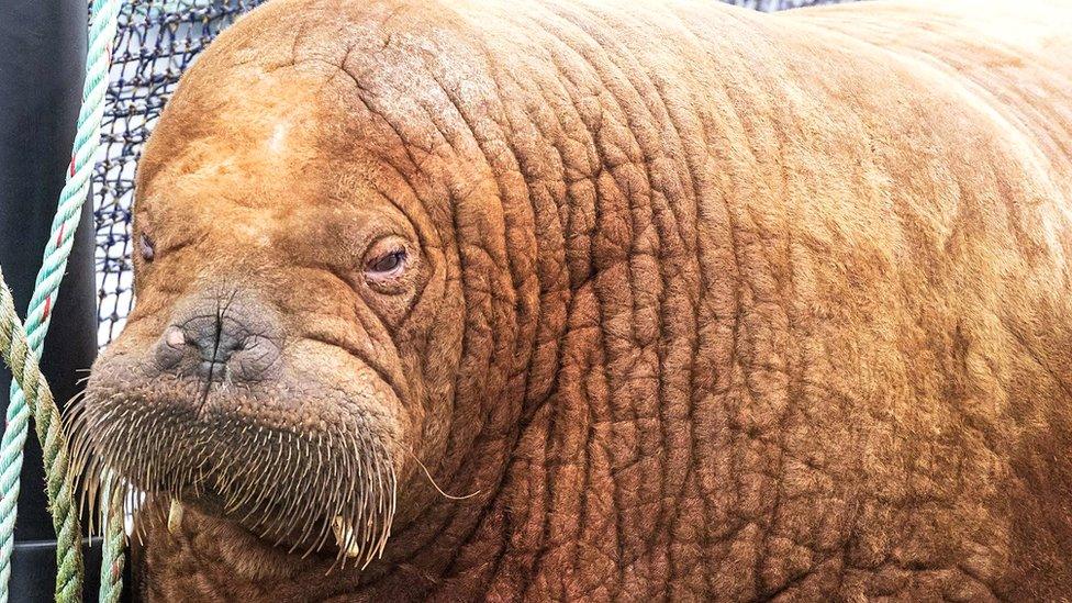 Walrus in Shetland