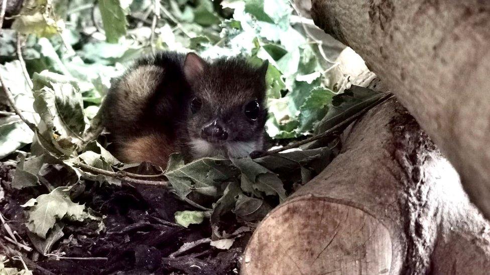 Baby mouse deer