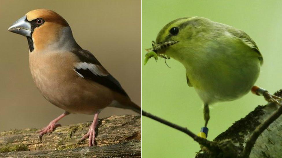 Hawfinch (left) and wood warbler (right)