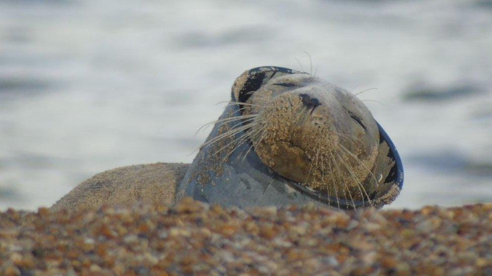 Seal with plastic object around neck