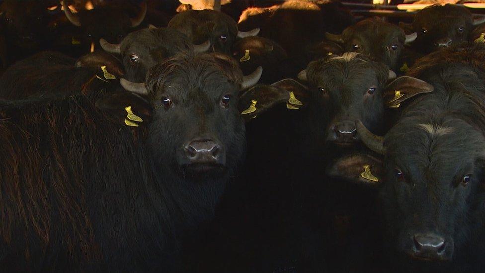 The Buffalo Farm
