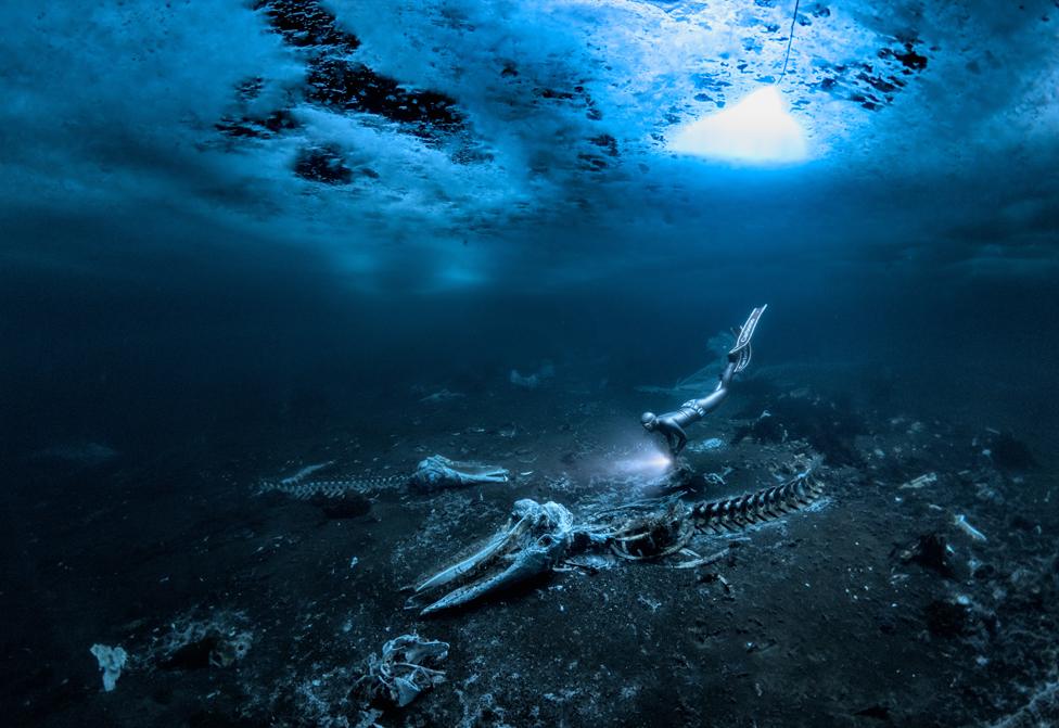 A free diver examines whale bones on a sea bed