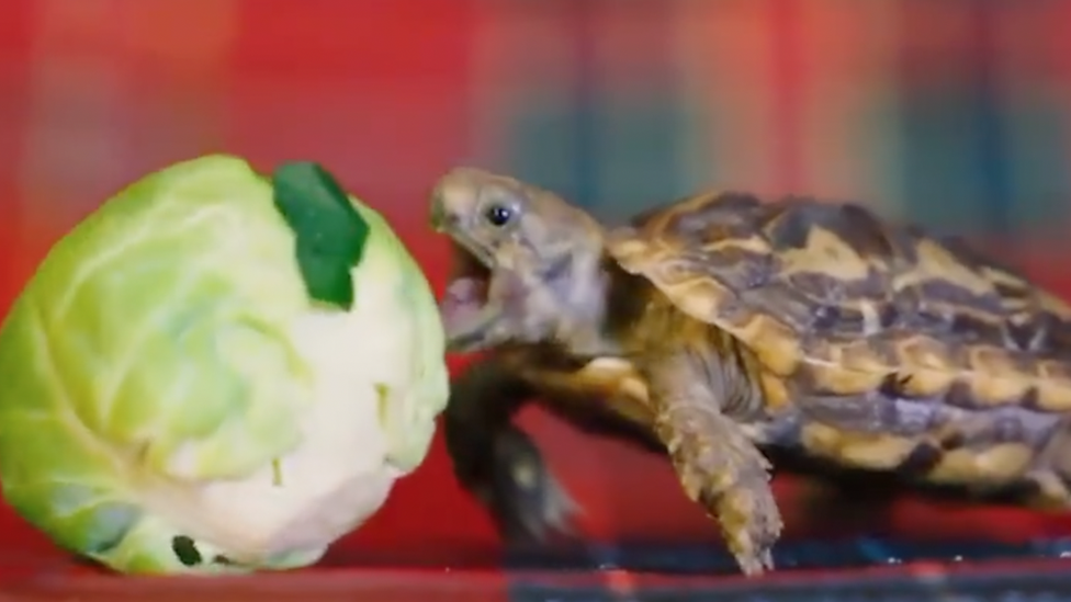 Baby tortoise eating a sprout