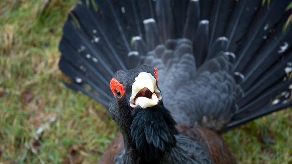 The capercaillie bird, up close