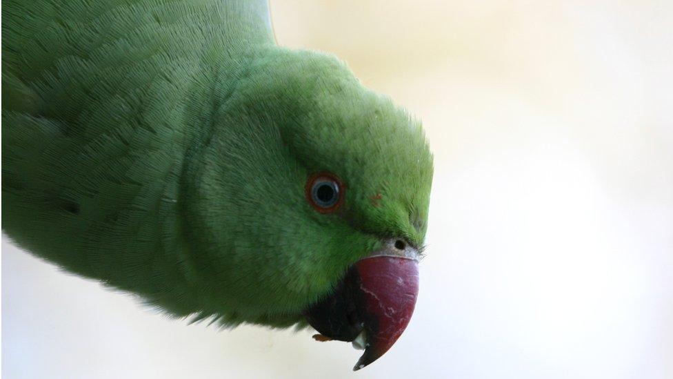 parakeet