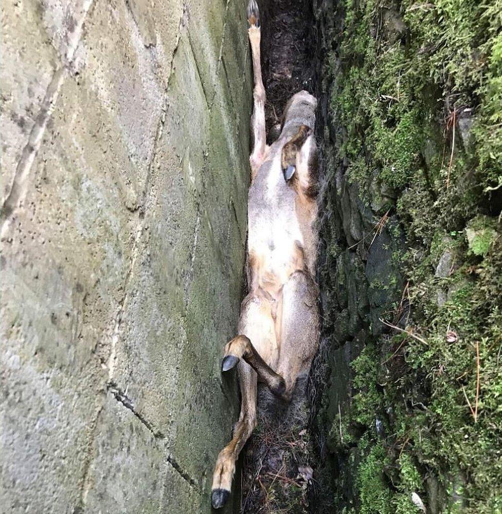 Deer stuck between walls