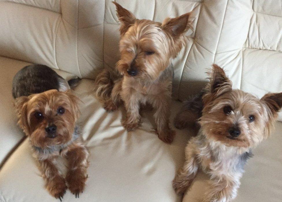 Milton Keynes Yorkshire terrier mauled to death - BBC News