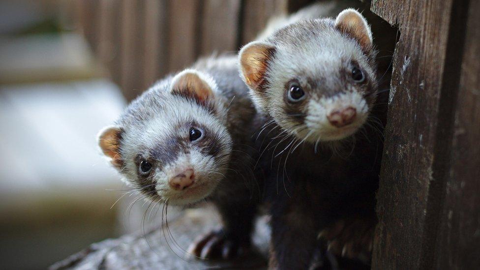 A pair of ferrets