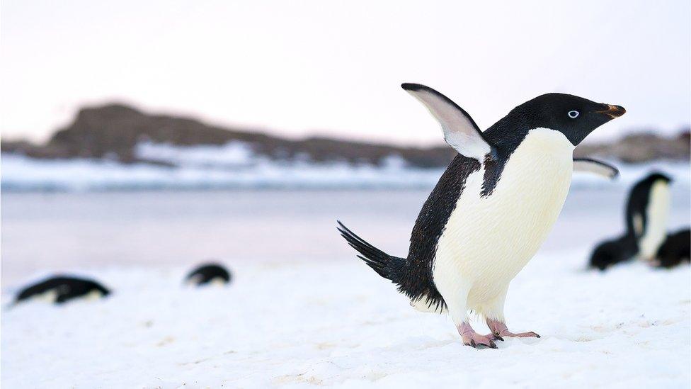 Small penguin