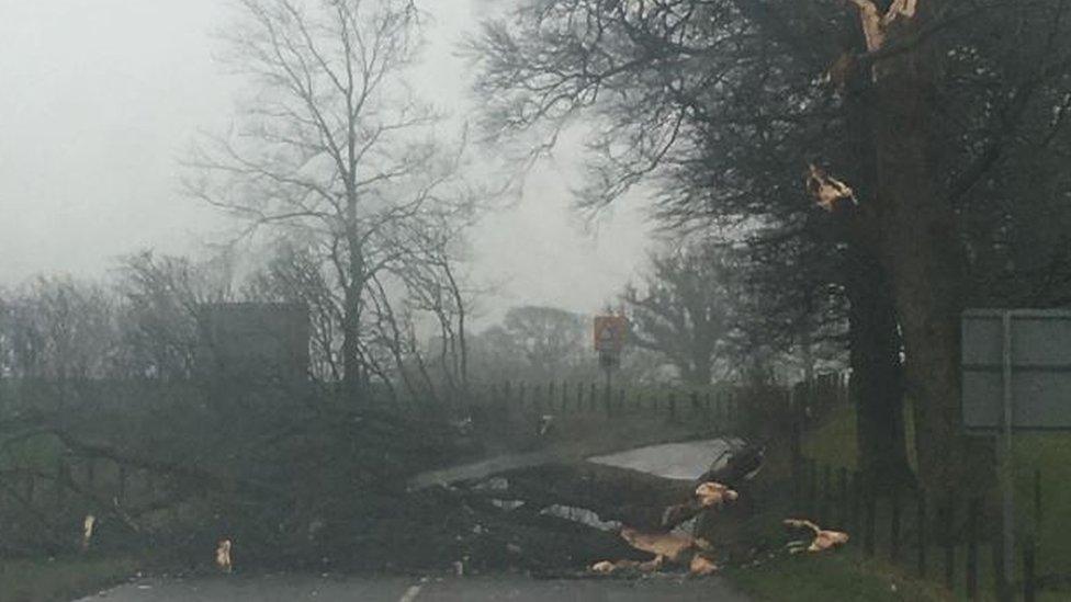 A65 blocked by fallen tree