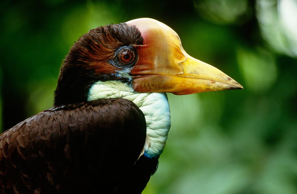 Helmeted hornbill