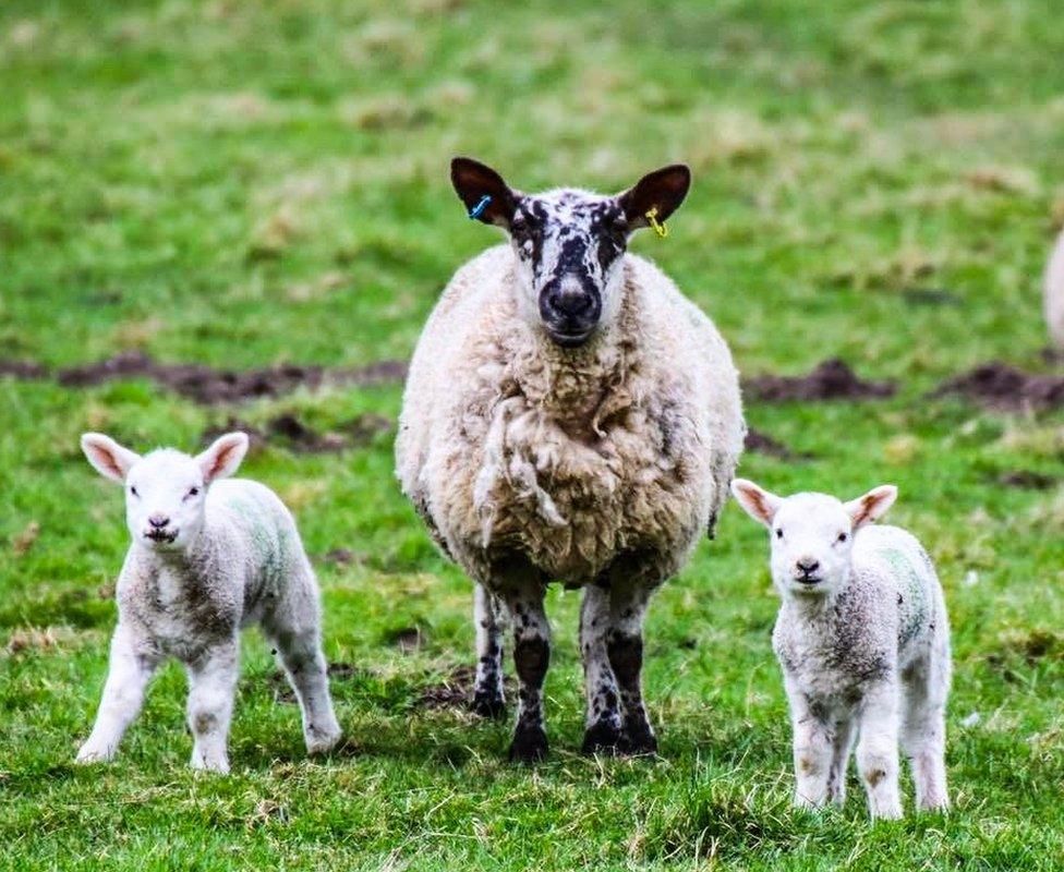 Sheep and two lambs