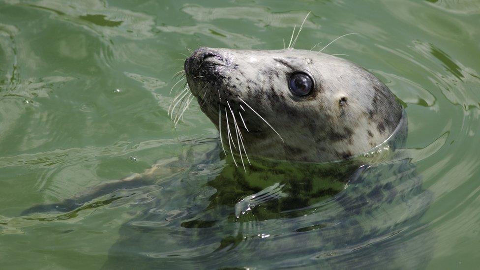 Seal-in-ocean.