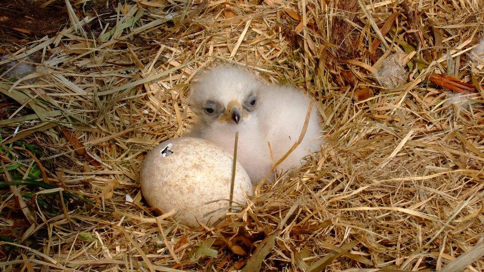 Golden eagle chick