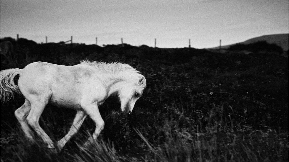 A horse running through a field in north Pembrokeshire