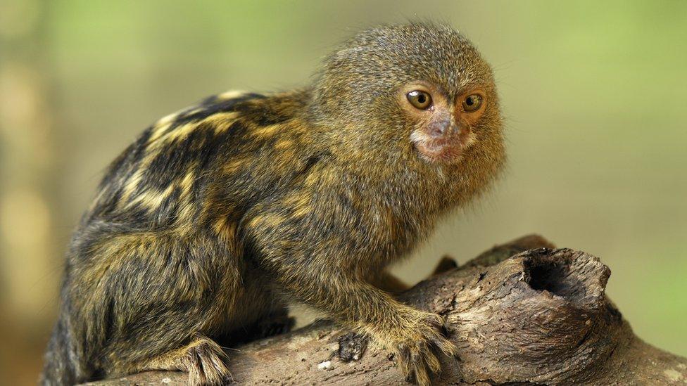 A pygmy marmoset