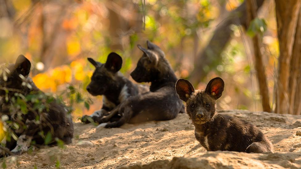 African wild dogs