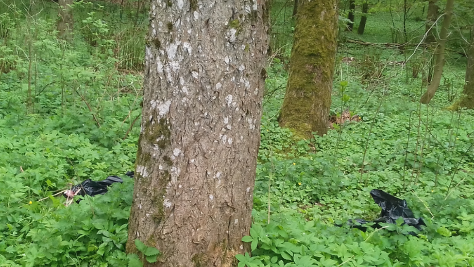 dead deer found in Ellon