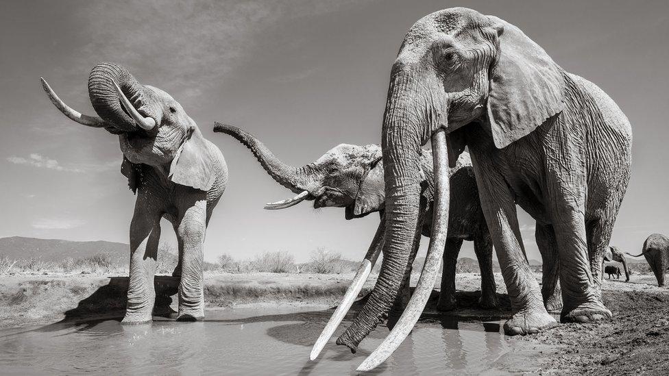 Three elephants at a water hole