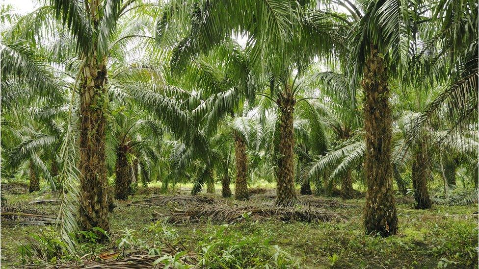 Oil palm trees in a plantation in Borneo