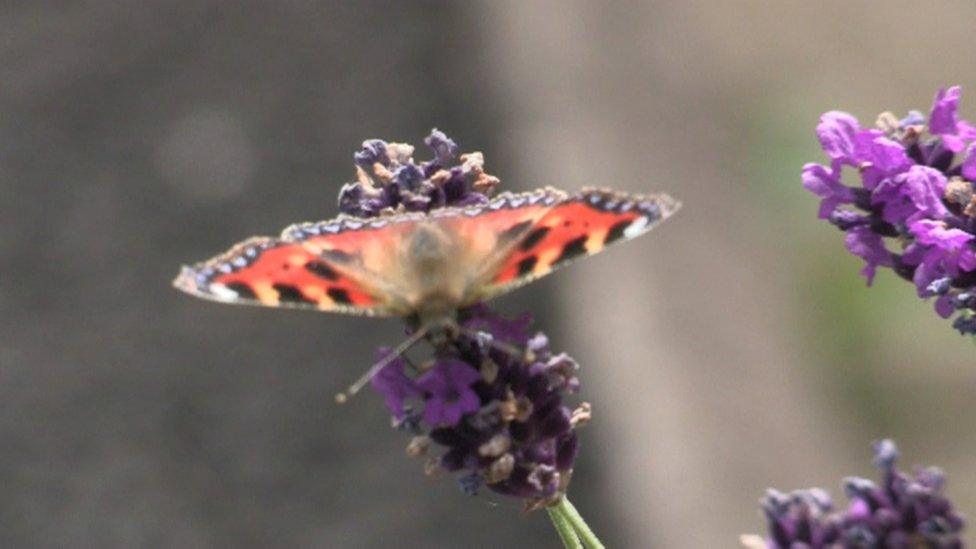 Small Tortoiseshell butterfly