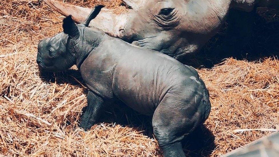 The white rhino calf with its mother