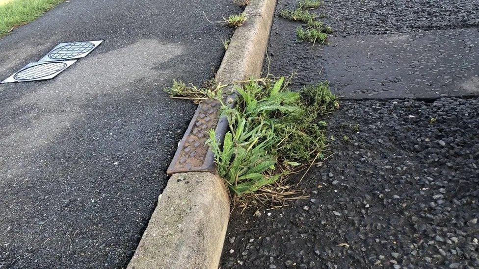 Weeds in a gully