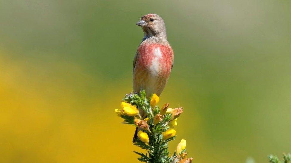 linnet