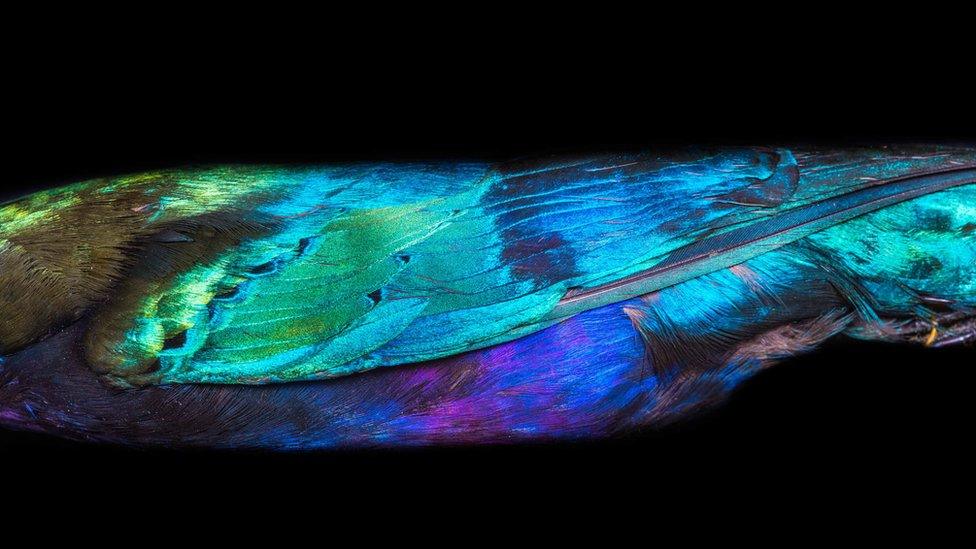 up close look at colourful bird feathers.