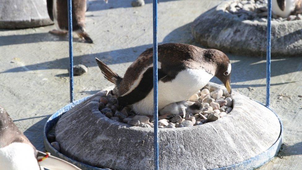 baby-penguin-and-mother.