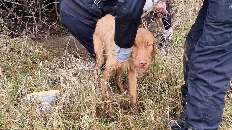 A dog being rescued and led to safety from a bush