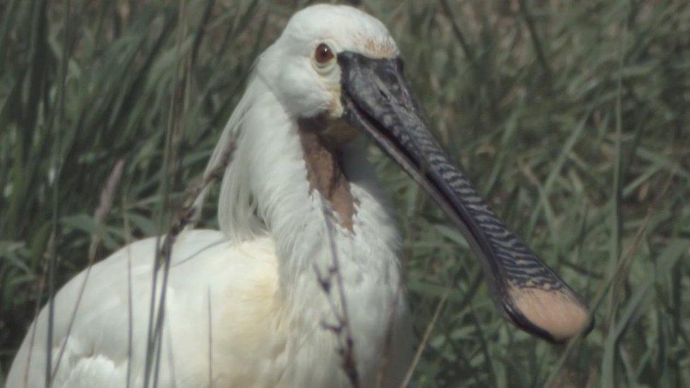 Spoonbill (stock image)