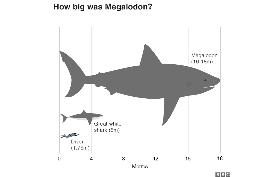 Megalodon was a maximum of 16 - 18 metres long, great white sharks are 5 metres and humans about 1.75 metres