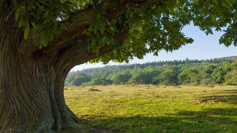 A sweet chestnut tree