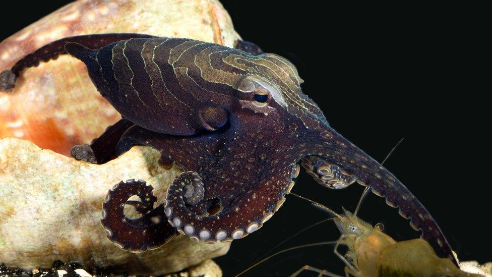 The large Pacific striped octopus