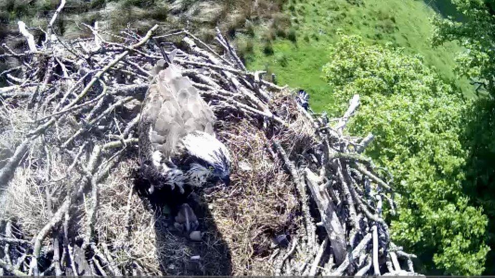 Osprey and nest