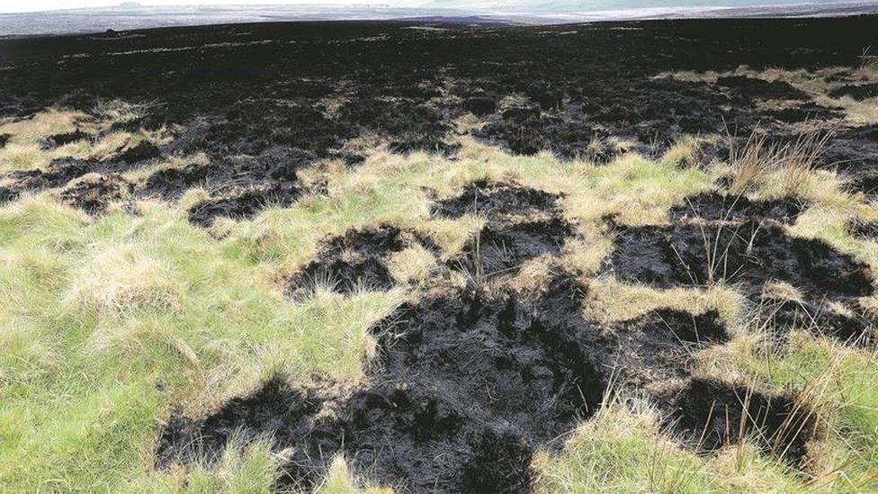 Charred grassland