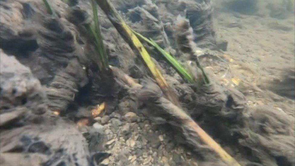 Sewage fungus in Colwell Brook