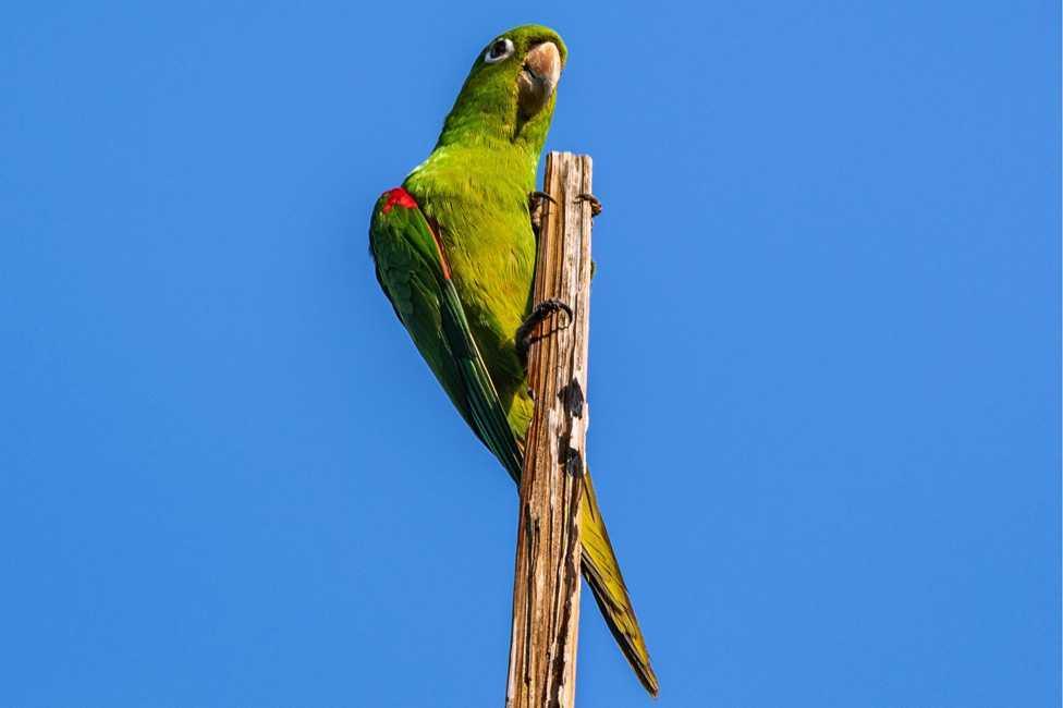 A Hispaniolan parakeet