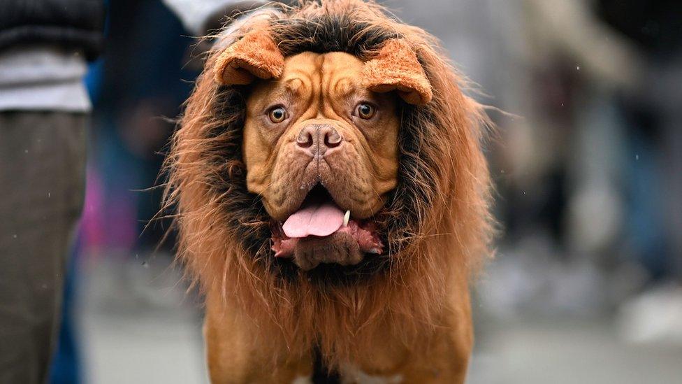 Dog in Lion costume