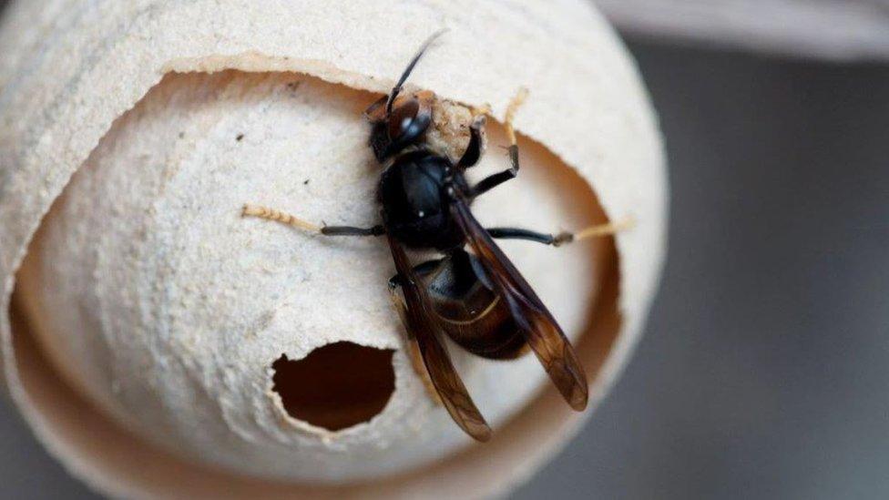 Asian hornet queen