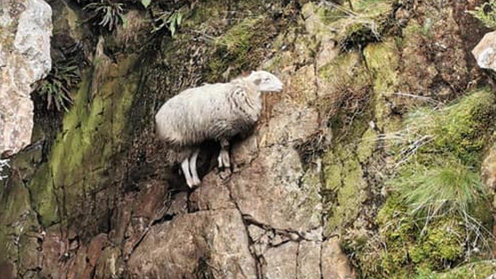 sheep on ledge