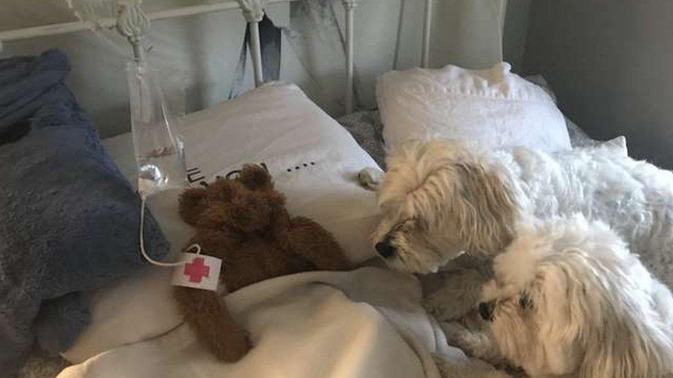 teddy bear in hospital.