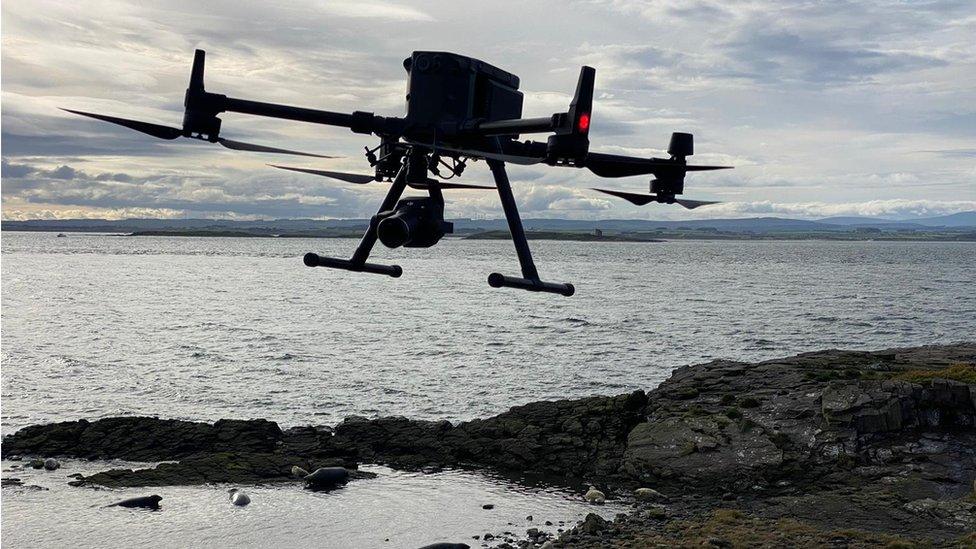 A drone flying over seals.