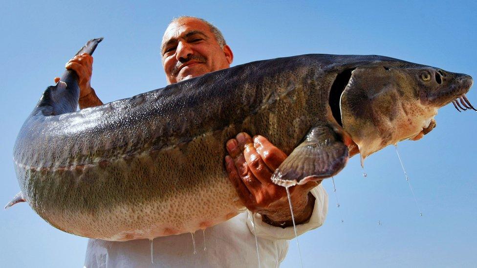 A man holds a live female sturgeon fish