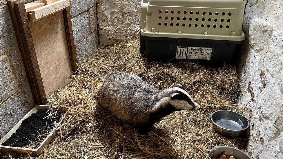 Badger in unit